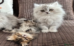 Persian cats for sale: 4 cuddly, petite Persian girls💗 - Image 15