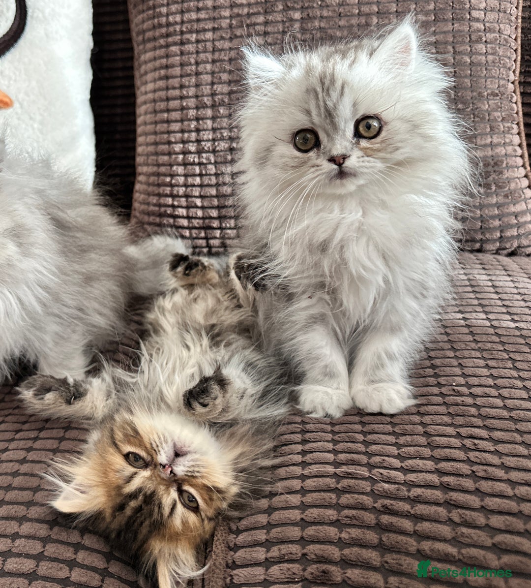 Persian cats for sale: 4 cuddly, petite Persian girls💗 - Image 15