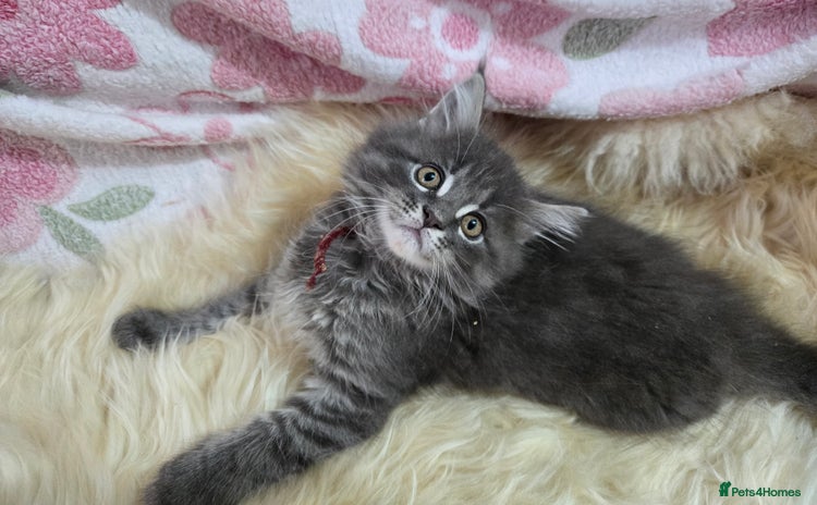 Maine Coon cats - Advert 3