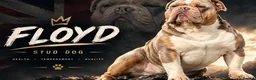 Olde English Bulldogge dogs for stud: PROVEN STUD - Floyd, Olde English Bulldogge - Advert 2