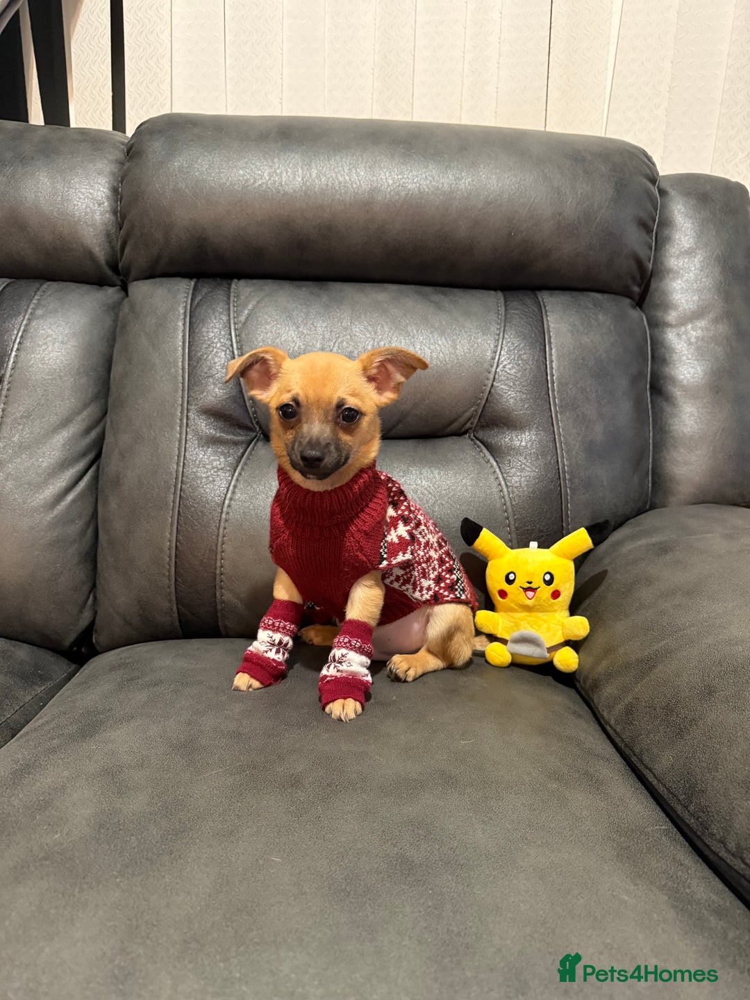 Chihuahua dogs for sale: GORGEOUS 9-WEEK-OLD CHIHUAHUA BOY 🩵 READY NOW!✨🐾 - Image 6