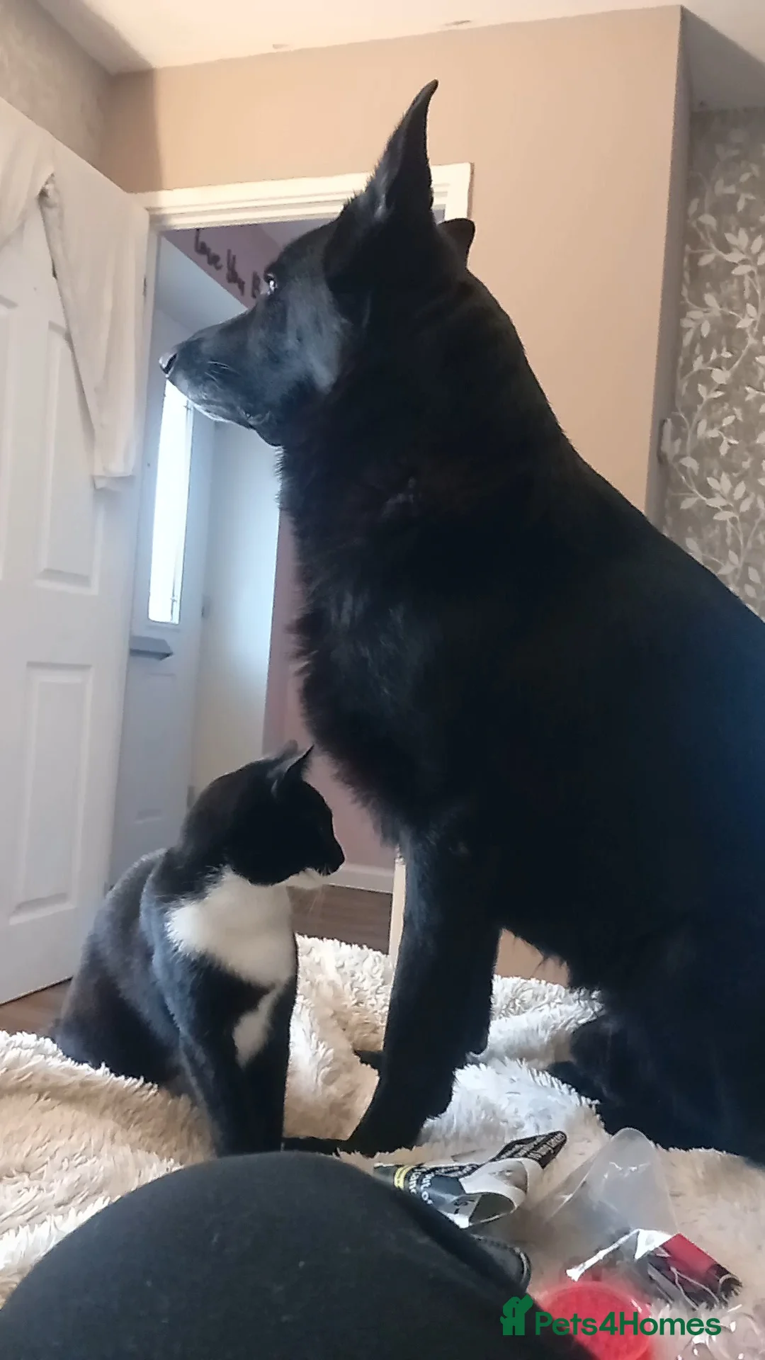 German Shepherd dogs for stud: * NO FEE * Would just like one of his babies  - Advert 2