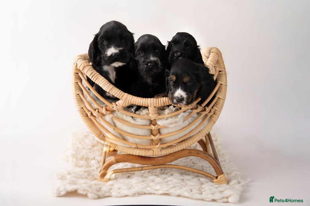 Cocker Spaniel dogs for sale: Show type. - Advert 4