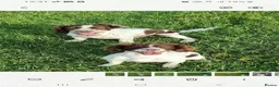 Mixed Breed dogs for sale: Cindy Lou’s beautiful puppies in Gloucester - Advert 25