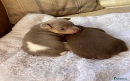 Jack Russell dogs for sale: Gorgeous Miniature Jack Russell Puppies For Sale - Image 24