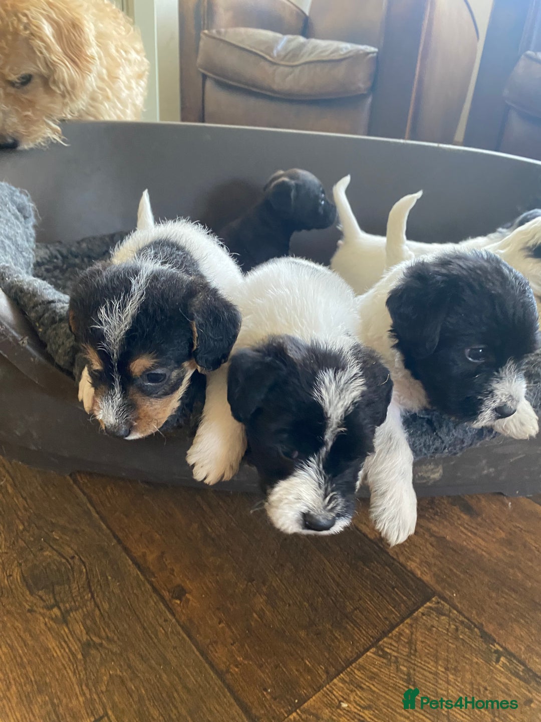 Jackapoo dogs for sale: Beautiful Jackapoo Puppies - Image 13
