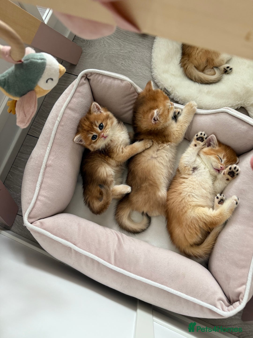 Brazilian Shorthair cats for sale: Golden British Shorthair kittens - Image 7