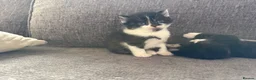 Mixed Breed cats for sale: Tuxedo kittens  in Runcorn - Advert 8