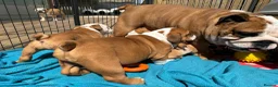 English Bulldog dogs for sale: Beautifully bred English bulldogs  - Advert 21