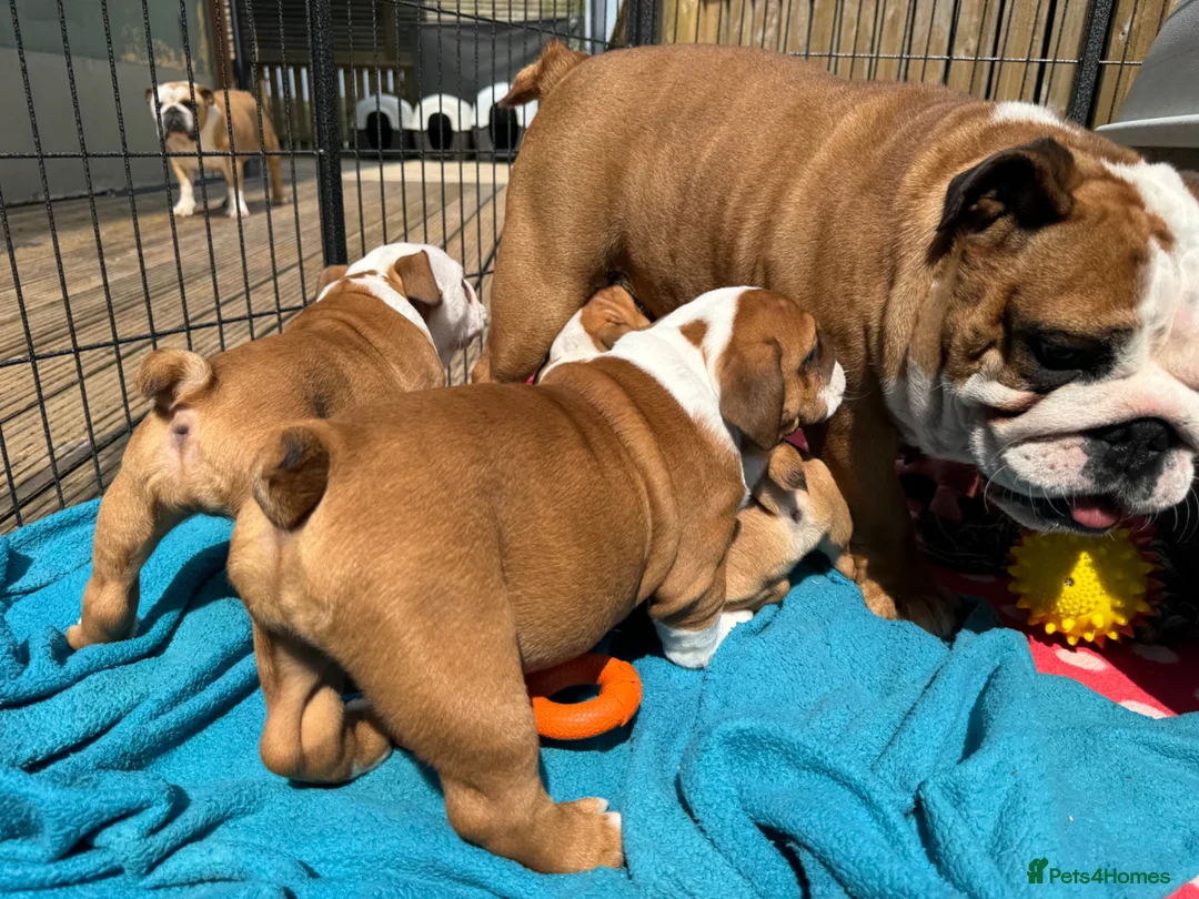 English Bulldog dogs for sale: Beautifully bred English bulldogs  - Advert 21