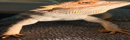 Bearded Dragon reptiles for sale: Pocket size dinosaur looking for a new home in St Albans - Advert 6