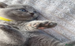 British Shorthair cats for sale: Only 1 Active British Shorthair Girl Left  - Image 9