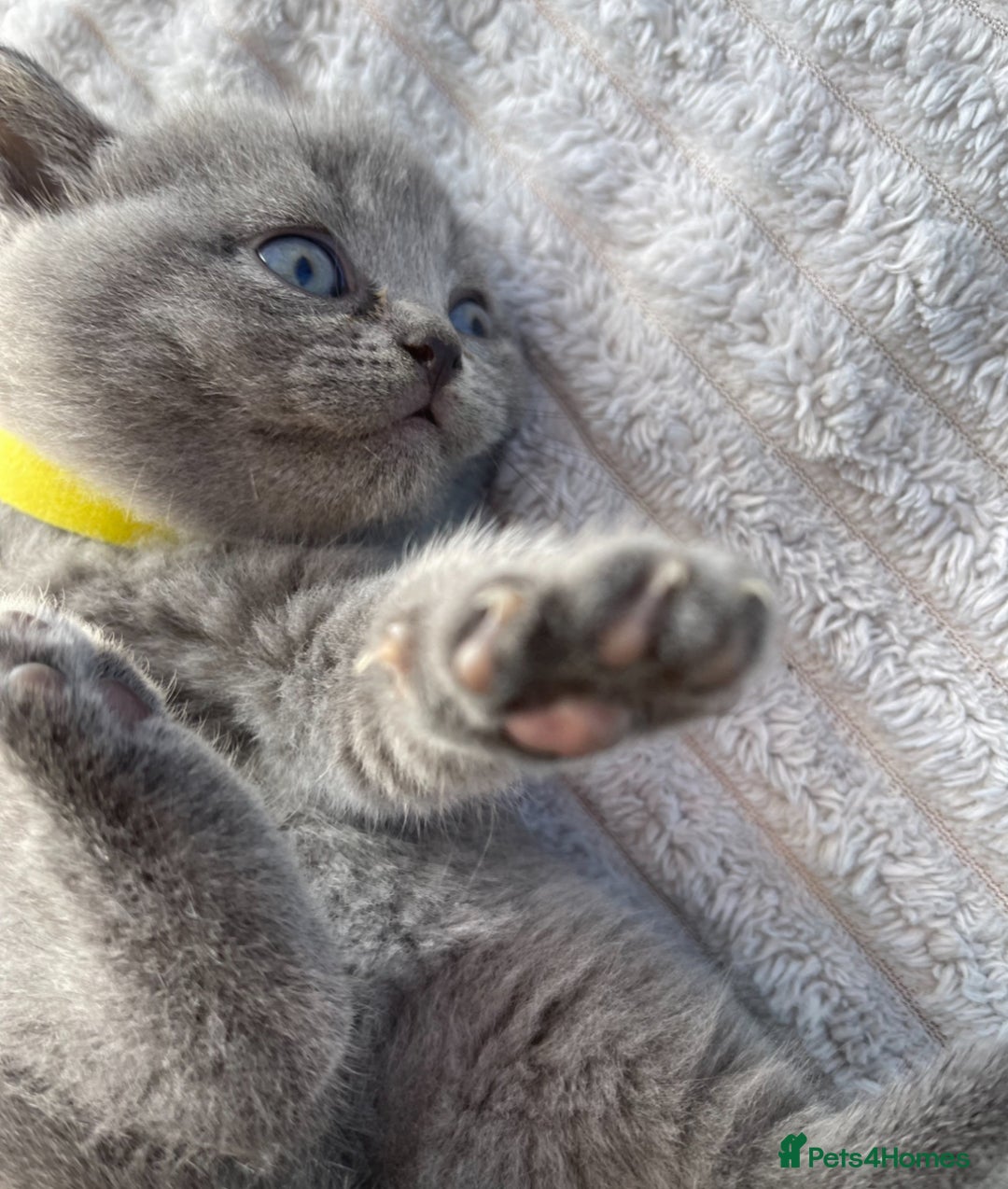 British Shorthair cats for sale: Only 1 Active British Shorthair Girl Left  - Image 9
