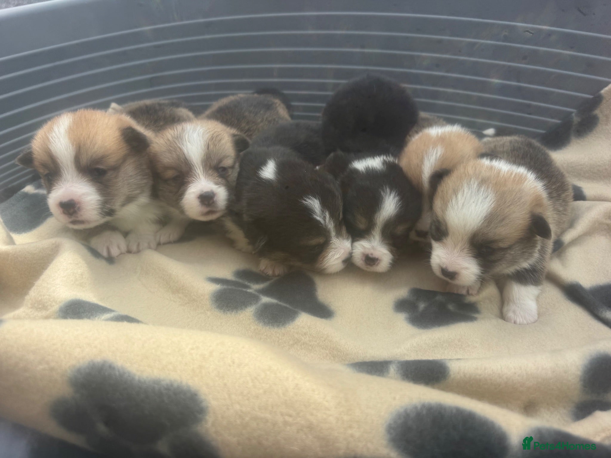 Welsh Corgi Pembroke dogs Kc pembroke corgi puppies - Advert 4