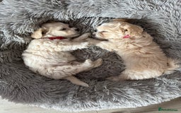 Bichon Frise dogs for sale: One little girl and boy are looking for a family🤍 - Image 11