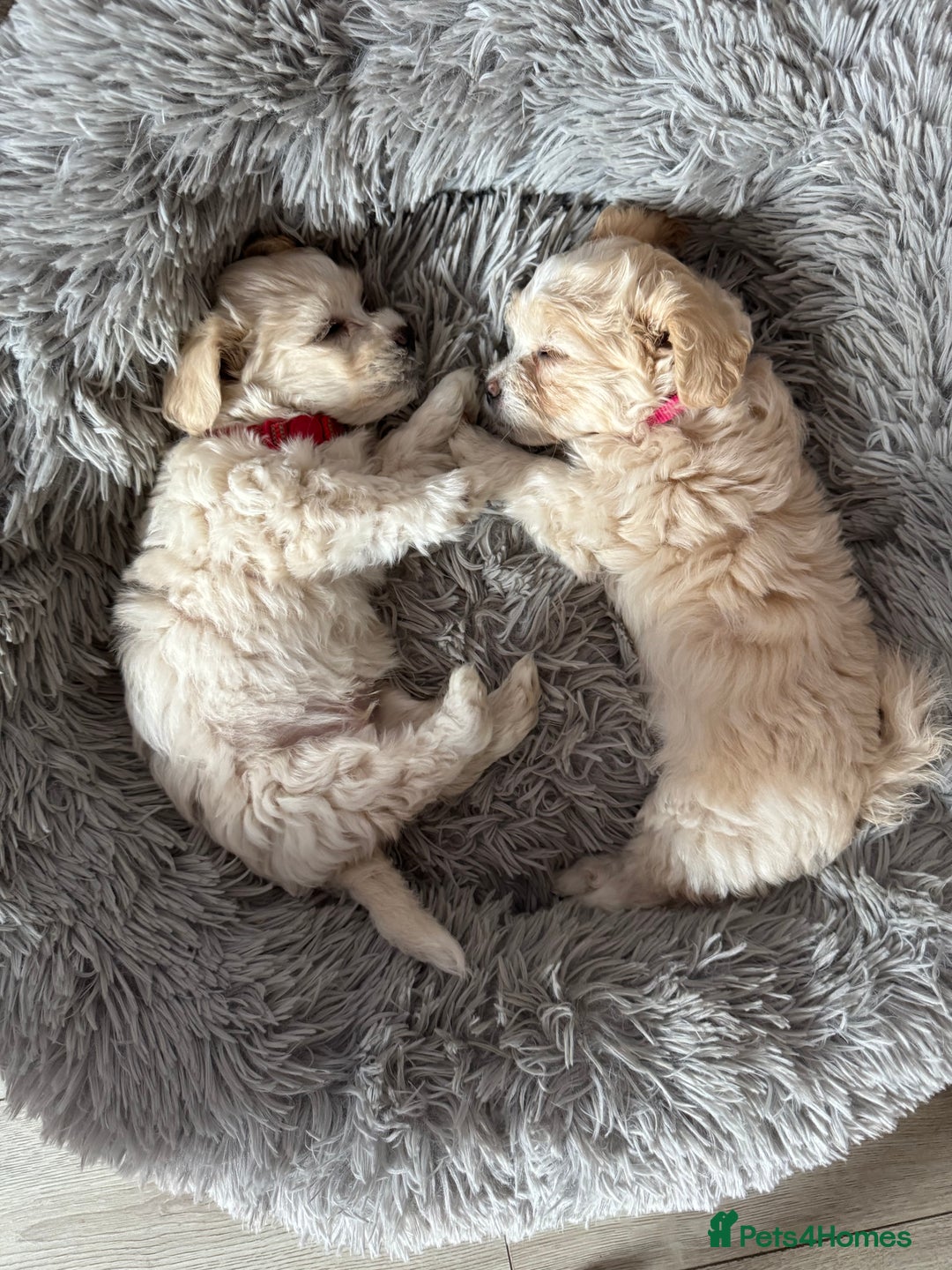 Bichon Frise dogs for sale: One little girl and boy are looking for a family🤍 - Image 11