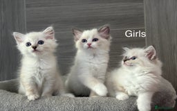Ragdoll cats for sale: Attention🎈Rare Kitten  - Image 3