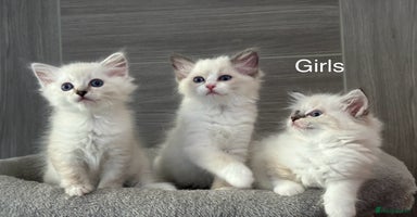 Ragdoll cats - Advert 3