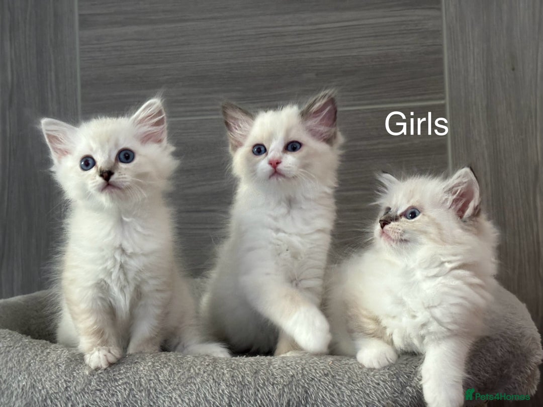Ragdoll cats for sale: Attention🎈Rare Kitten  - Image 3