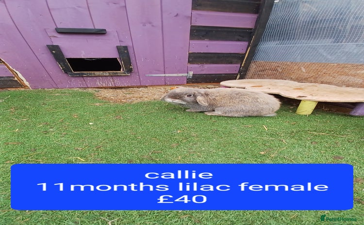 Mini Lop rabbits - Advert 13