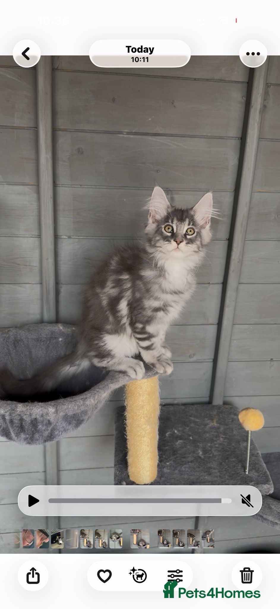Maine Coon cats Beautiful TICA registered Maine coon kittens  - Advert 6