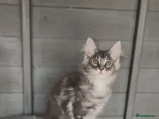 Maine Coon cats Beautiful TICA registered Maine coon kittens - Advert 6