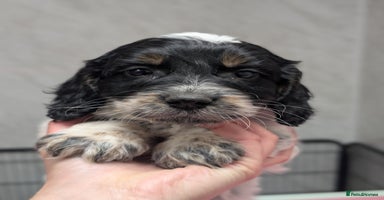 Cockapoo dogs Stunning health tested F1 cockapoo puppies - Advert 4