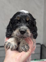 Cockapoo dogs Stunning health tested F1 cockapoo puppies - Advert 4