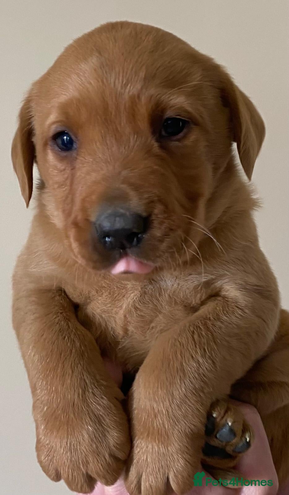 Labrador Retriever dogs STUNNING RED LABRADOR PUPPYS - Advert 4