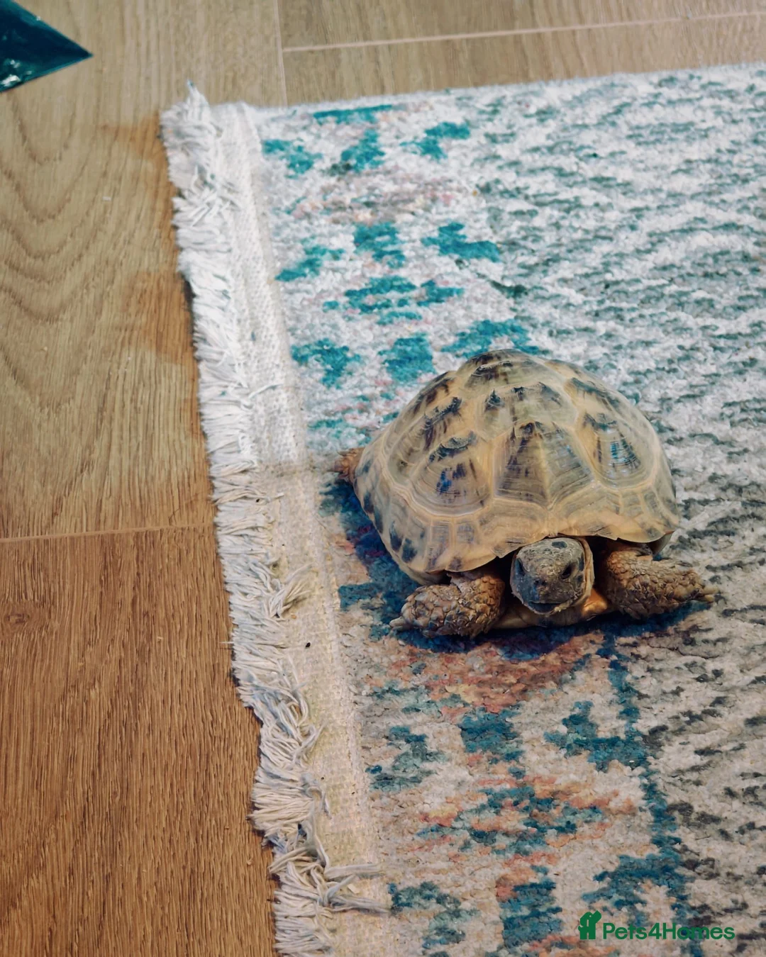 Tortoise reptiles for sale: Horsefield Tortoise for sale in Port Glasgow - Advert 1