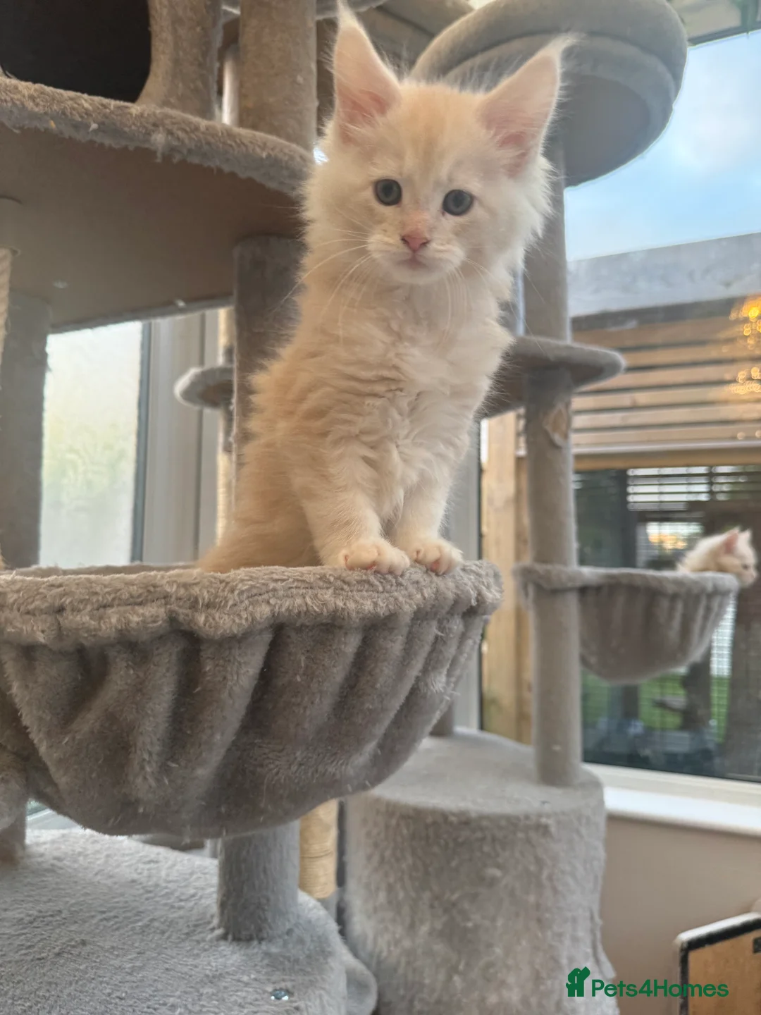 Maine Coon cats for sale: Outstanding Maine coon kittens  - Advert 2