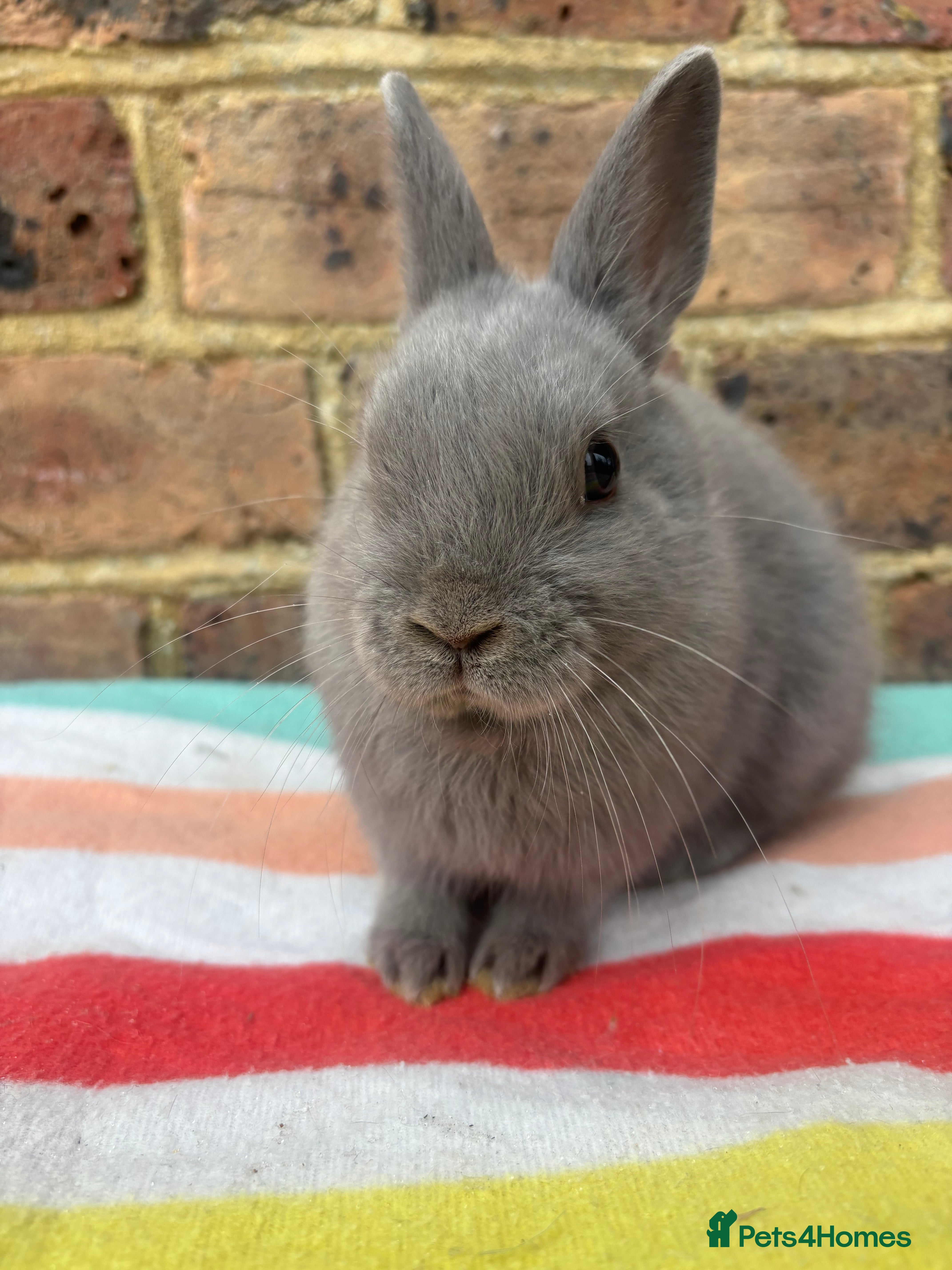 Netherland Dwarf rabbits Blue Male Netherland Dwarf bunny, ready to leave - Advert 6