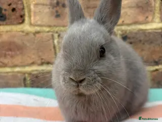 Netherland Dwarf rabbits Blue Male Netherland Dwarf bunny, ready to leave - Advert 6