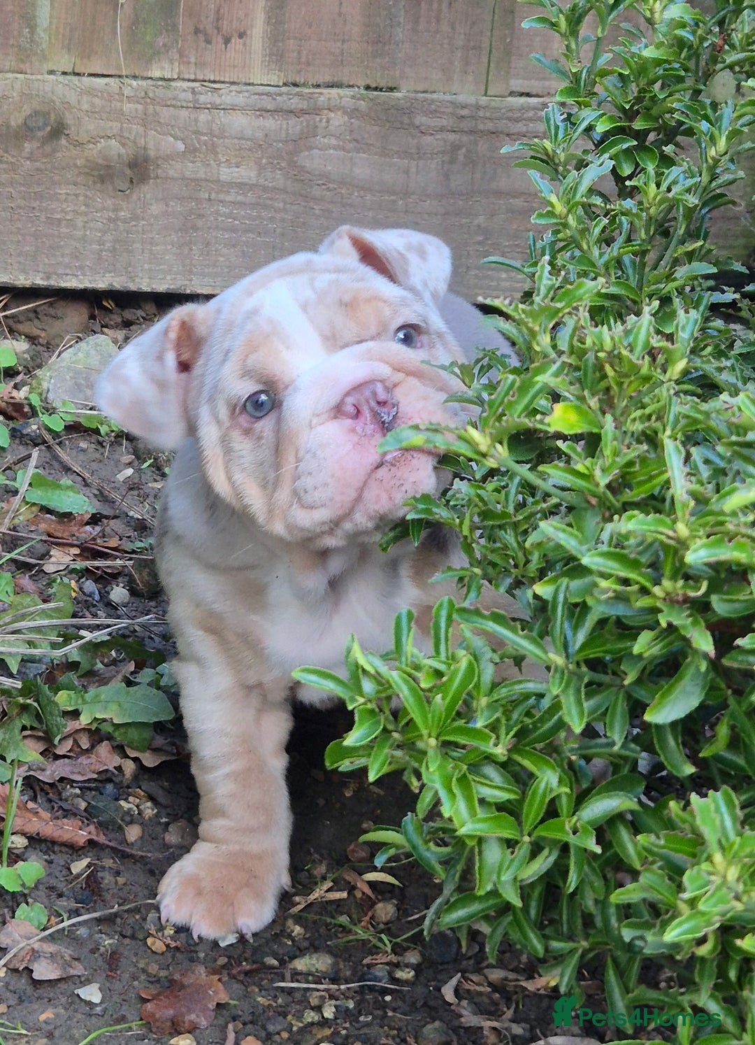 English Bulldog dogs for sale: Beautiful female english bulldog - Advert 1