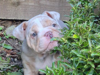 English Bulldog dogs Beautiful female english bulldog - Advert 13