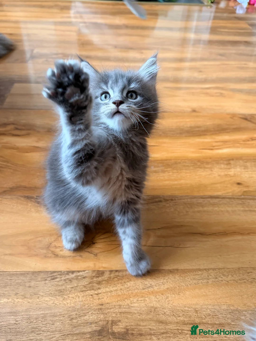 Maine Coon cats for sale: Maine coon kittens - Advert 13