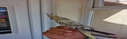 Cockatiels birds for sale: Super hand tamed baby cockatiels  - Advert 13