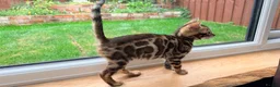 Bengal cats for sale: 🐾 Show quality GCCF Bengal Kittens for Sale 🐾 - Advert 8