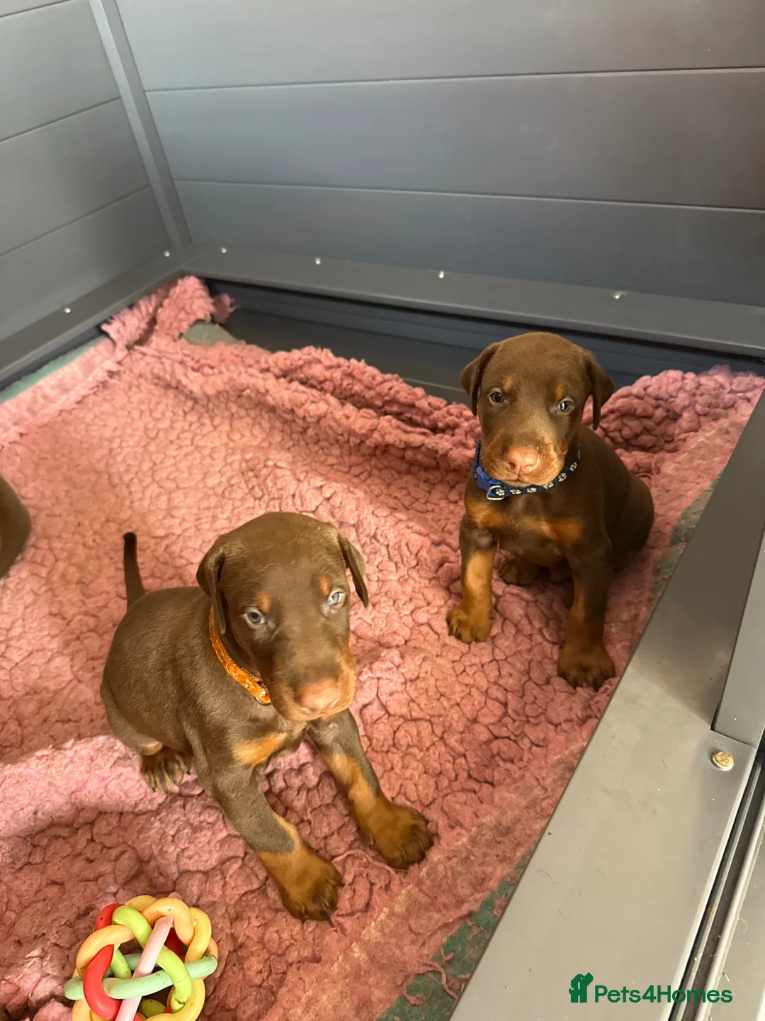 Dobermann dogs for sale:  Doberman puppies health tested 5* license  - Advert 2