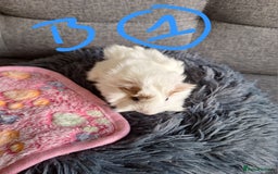 Guinea Pig rodents for sale: 😍 Lovely sows and one boar 💚  - Image 3
