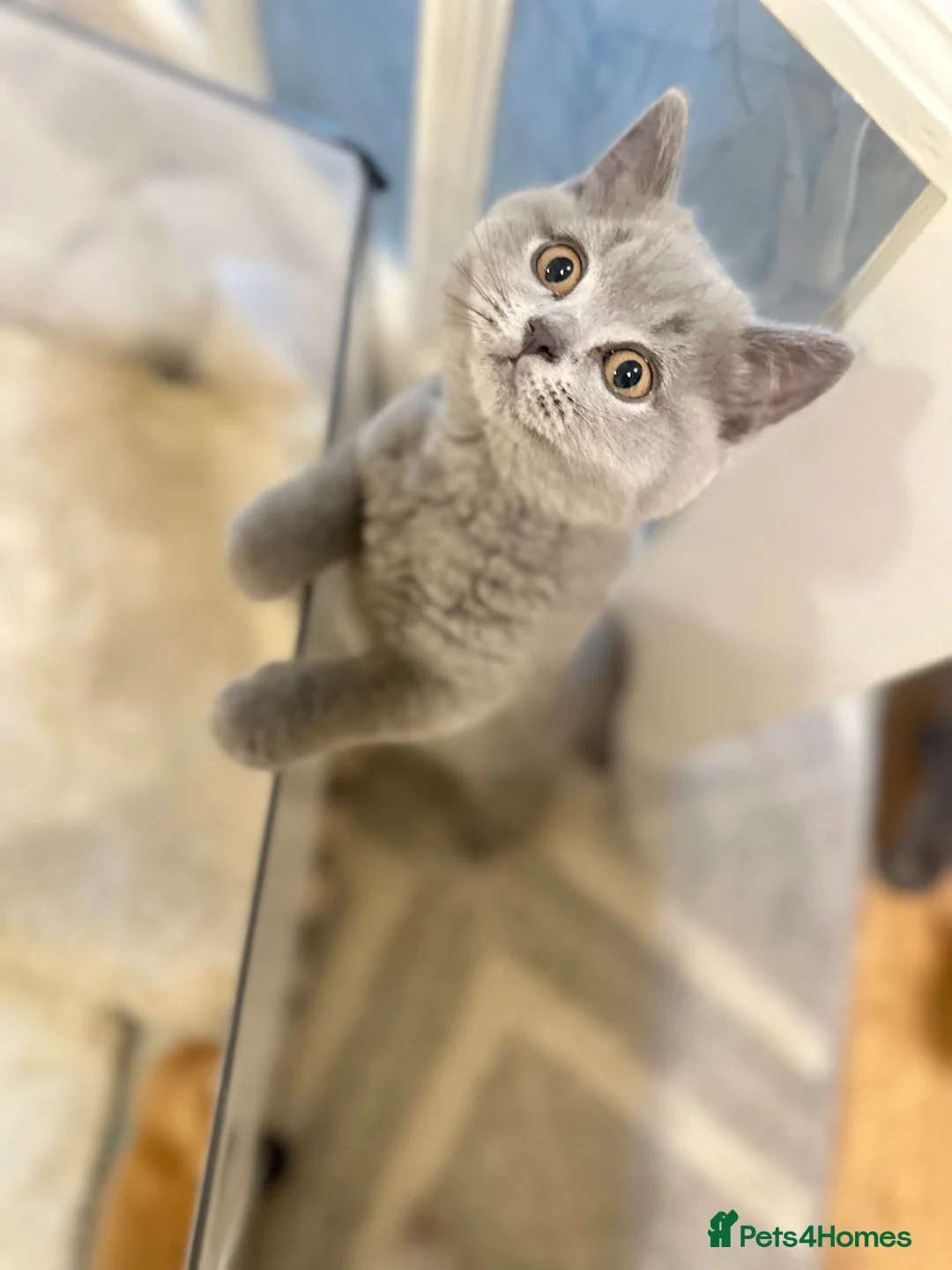 British Shorthair cats for sale: Beautiful GCCF ready to leave  - Advert 2