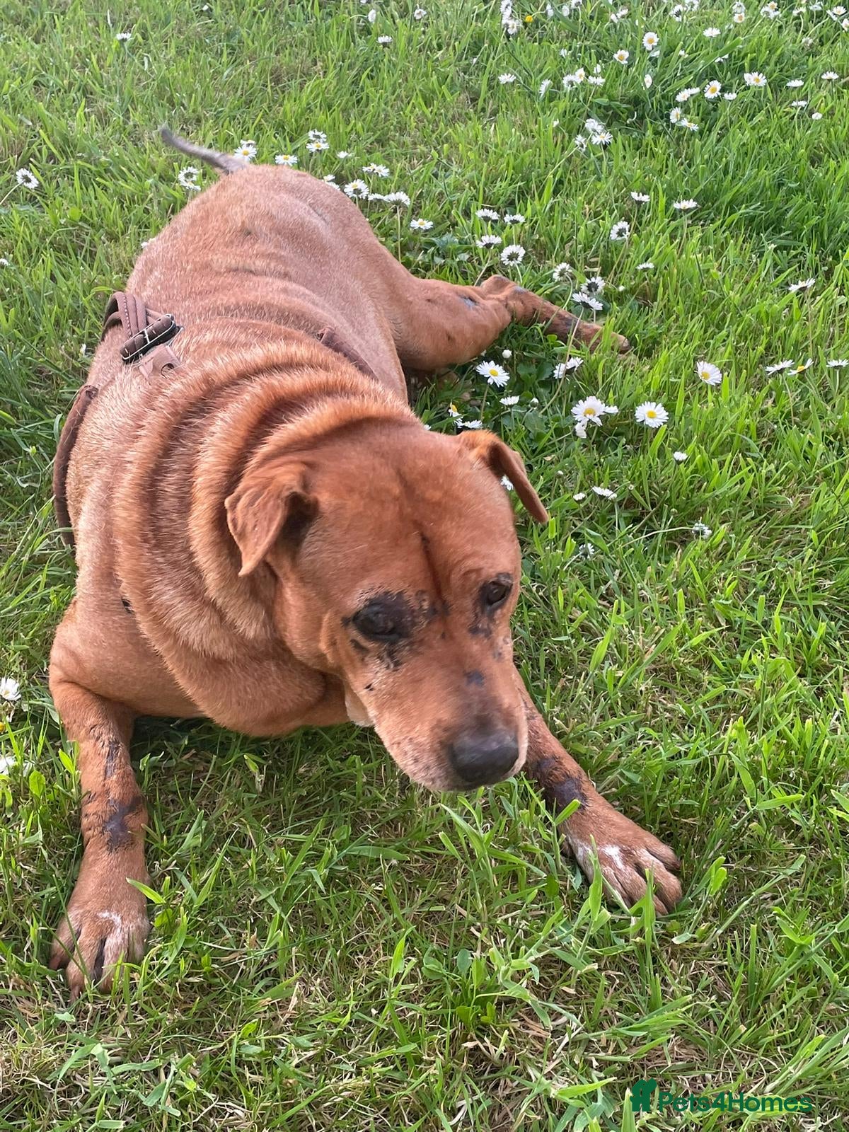 Mixed Breed dogs Rita 💔 PLEASE DON’T SCROLL PAST HER SCARS. 💔 - Advert 1