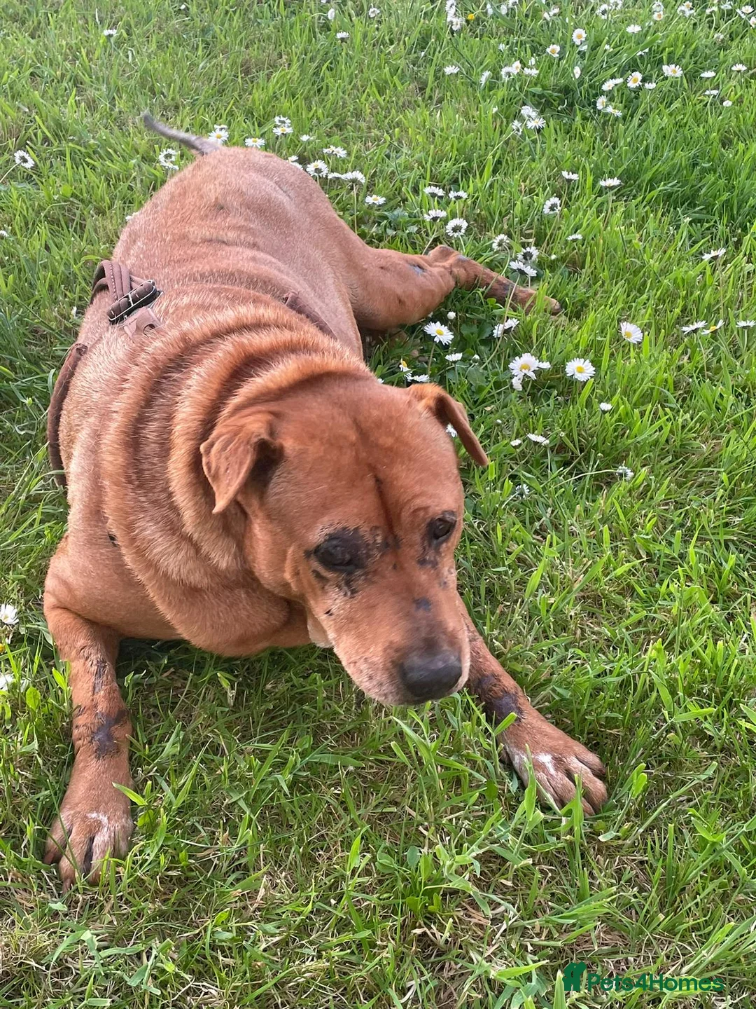 Mixed Breed dogs for adoption: Rita 💔 PLEASE DON’T SCROLL PAST HER SCARS. 💔 - Advert 1