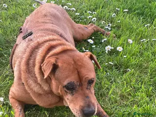 Mixed Breed dogs Rita is 8 years of Age - DOB is wrong. 💔 - Advert 5