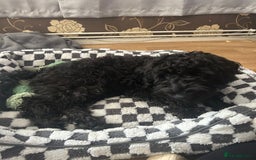 Cockapoo dogs for sale: Winston the Cockapoo - Image 4