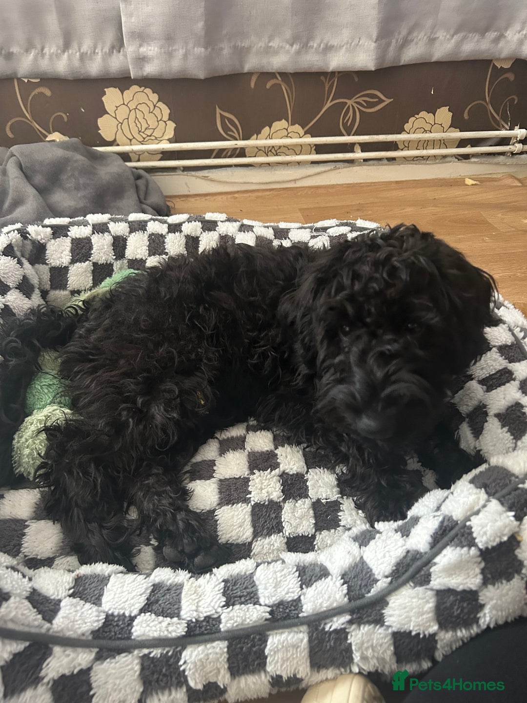 Cockapoo dogs for sale: Winston the Cockapoo - Image 4
