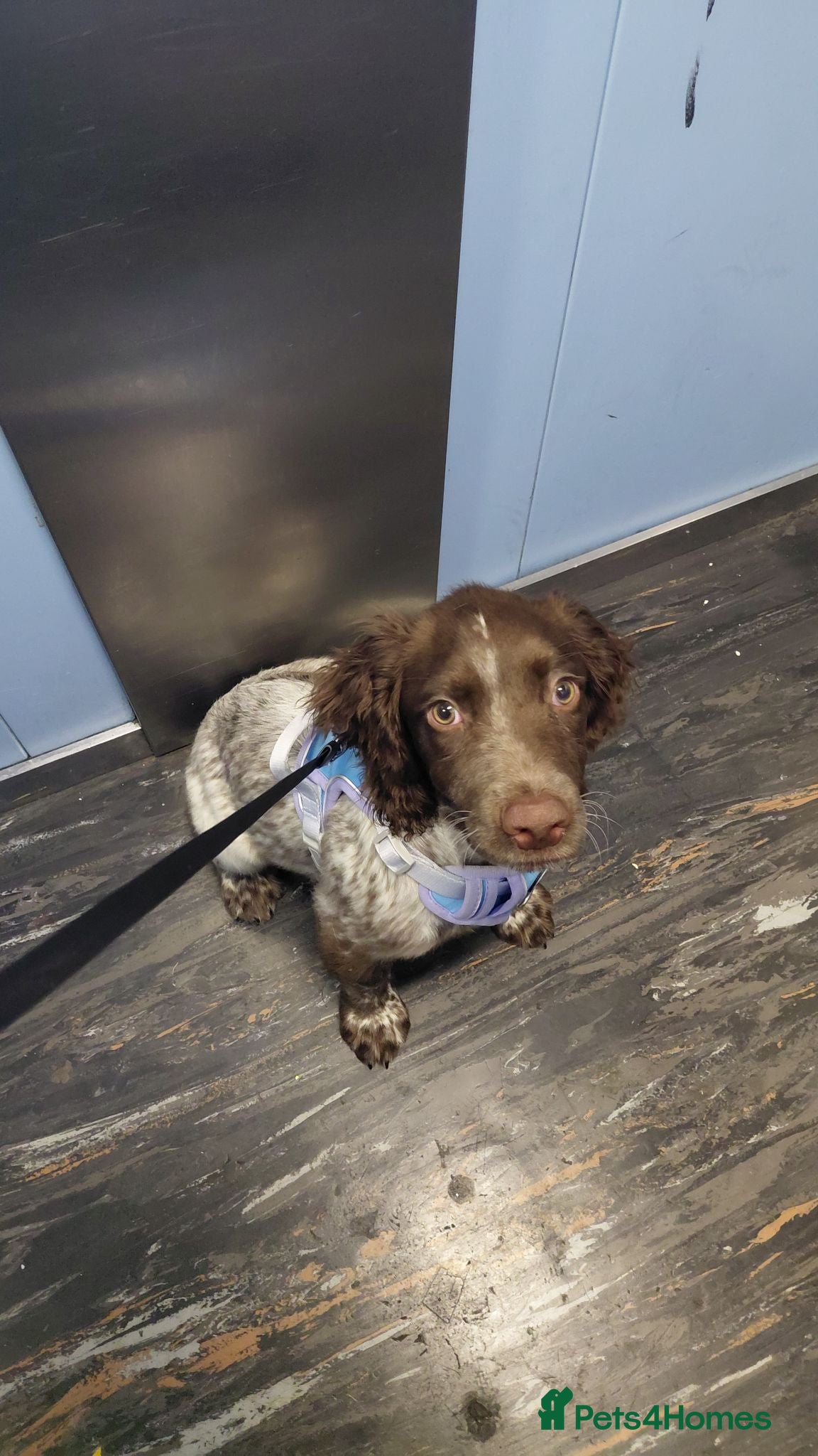 Sprocker dogs 3 month old pup - Advert 6