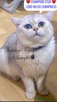 British Shorthair cats ๐๐ฅOutstanding Champion GCCF/TICA stud ๐ฅ๐ in Dartford - Advert 8