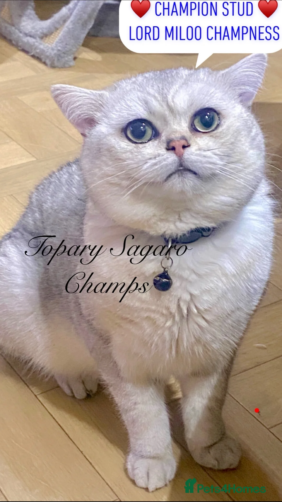 British Shorthair cats for stud: 🏆🥇Outstanding Champion GCCF/TICA stud 🥇🏆 in Dartford - Advert 2