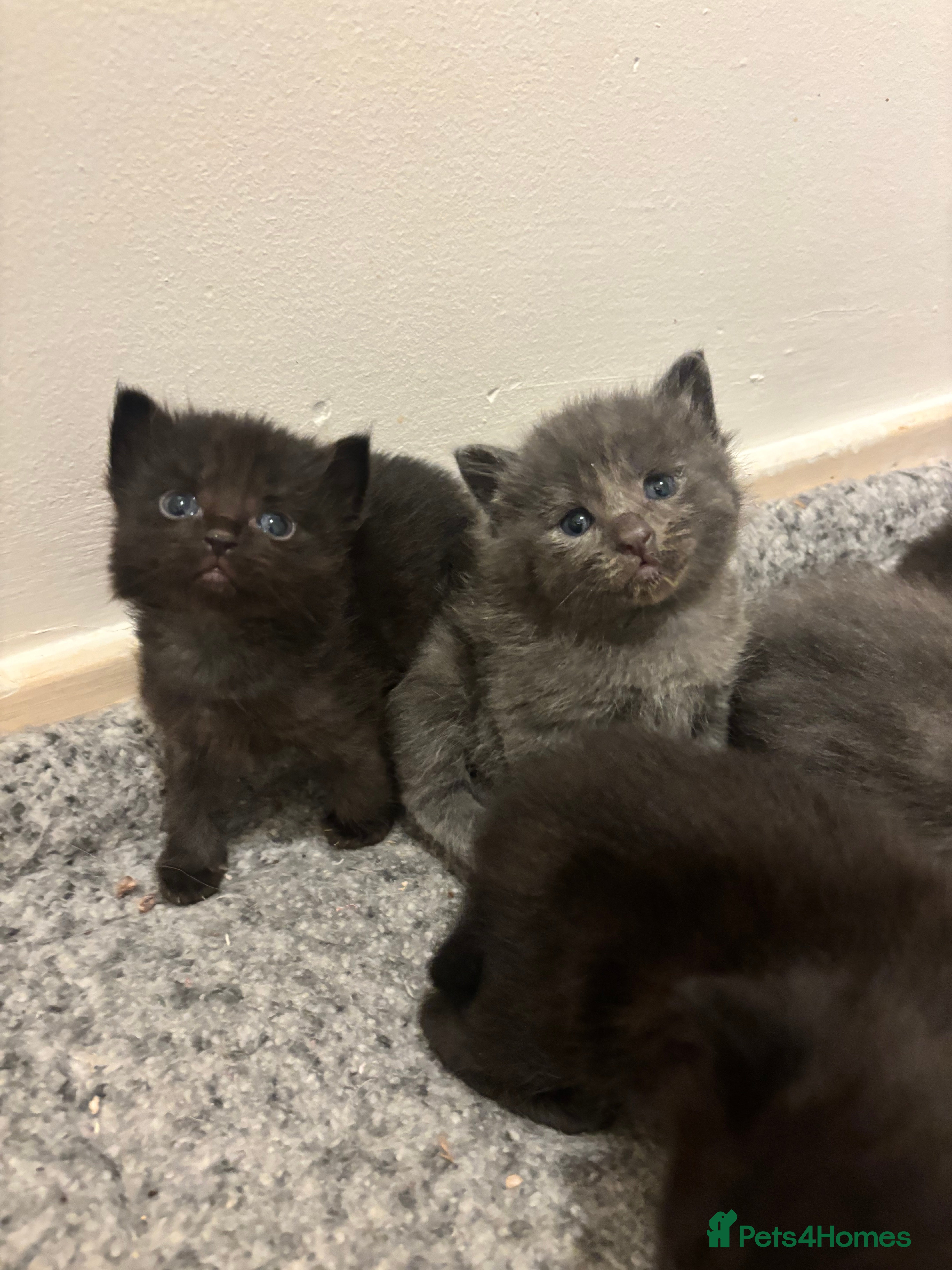 Mixed Breed cats Beautiful ragdoll x kittens  - Advert 1